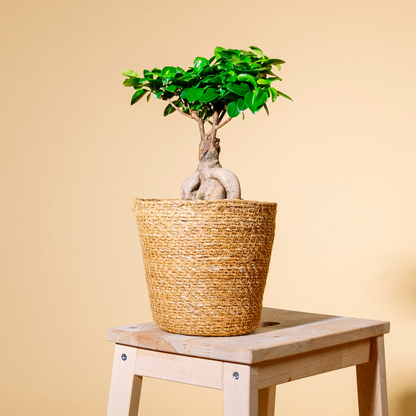 Ficus 'Ginseng' Bonsai als Zimmerpflanze