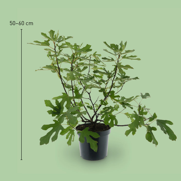 Größe des Feigenbaum Little Firoma