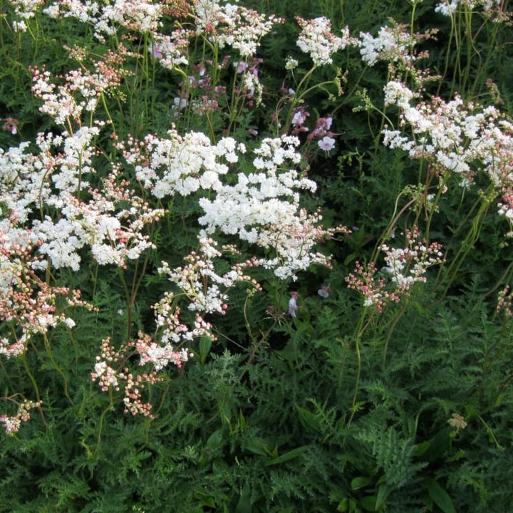 Filipendula vulgaris
