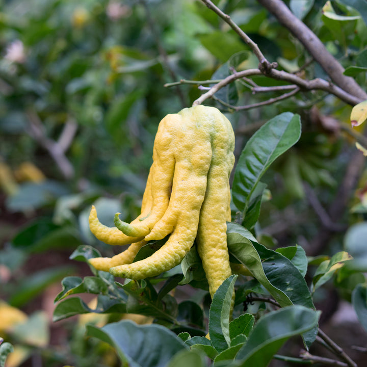 Frucht der Fingerzitrone am Baum