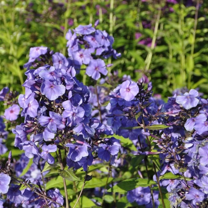 Flammenblume 'Blue Paradise' Blau