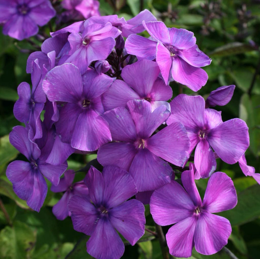 Flammenblume 'Blue Paradise' Blau