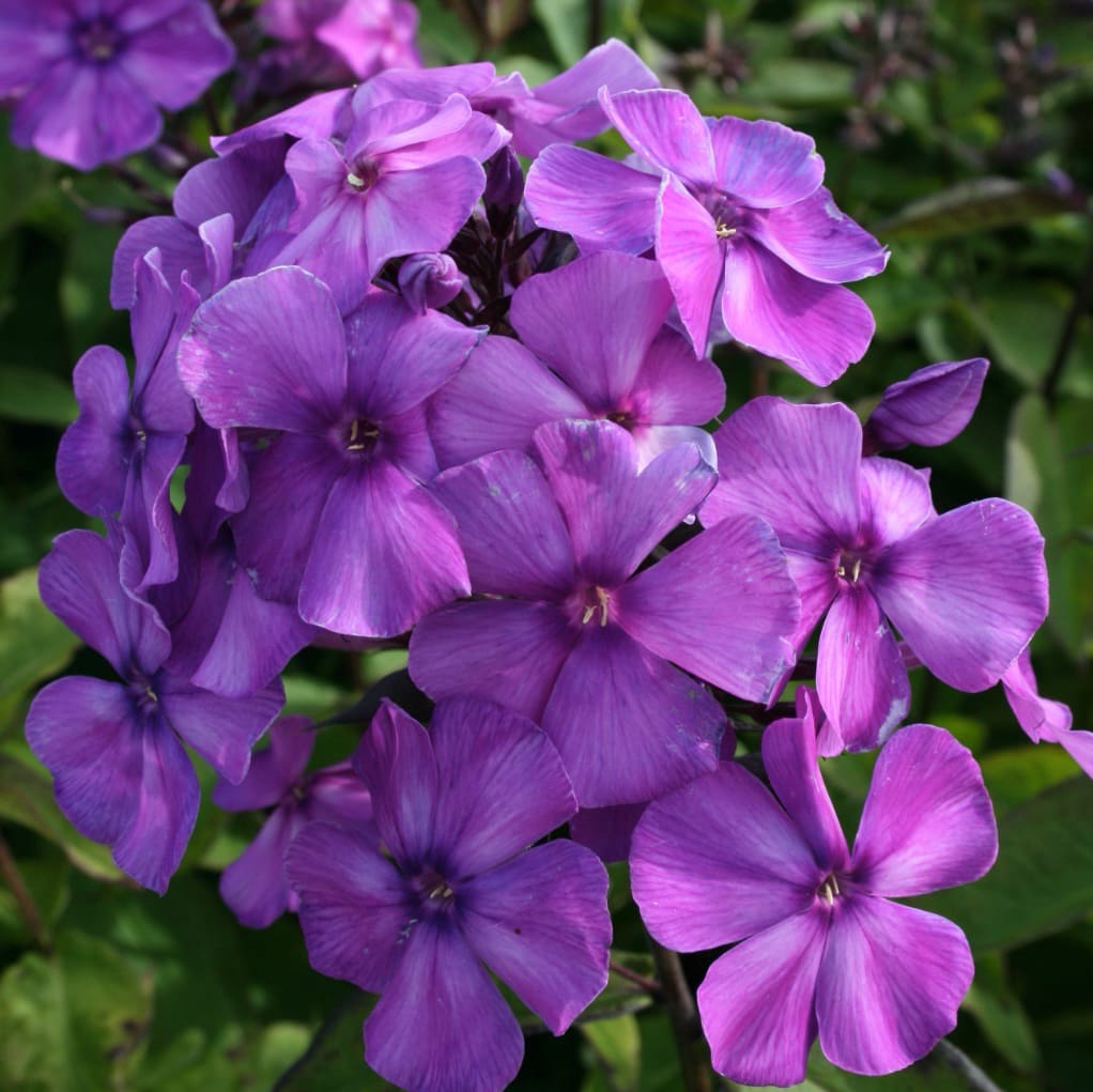 Flammenblume 'Blue Paradise' Blau