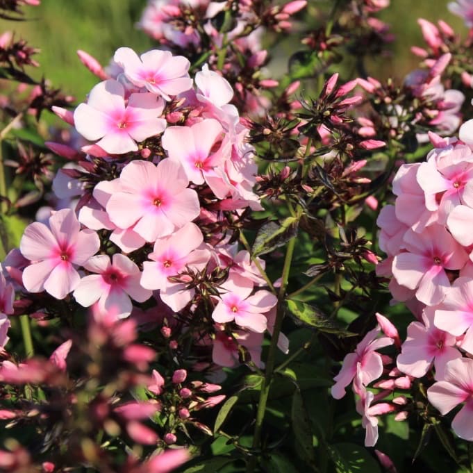Flammenblume 'Bright Eyes' Rosa