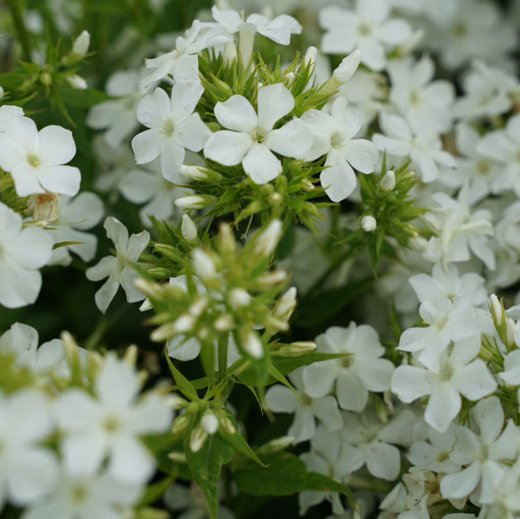 Flammenblume 'Early White'® Weiß