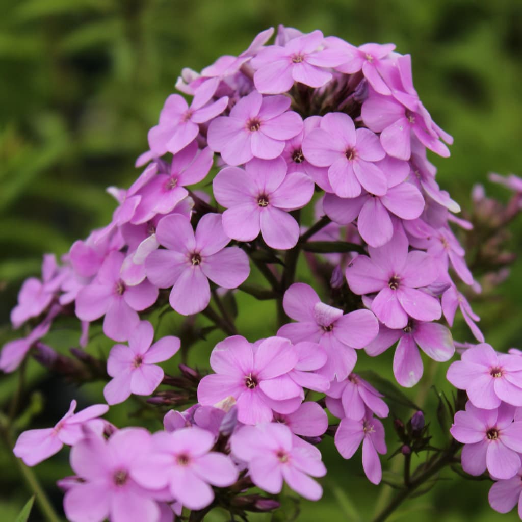Flammenblume 'Hesperis' Violett