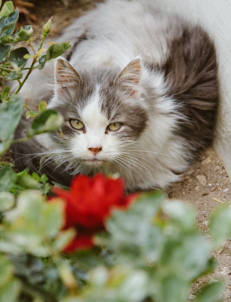 Langhaarige grau-weiße Katze liegt gemütlich zwischen Pflanzen im Gartenbeet