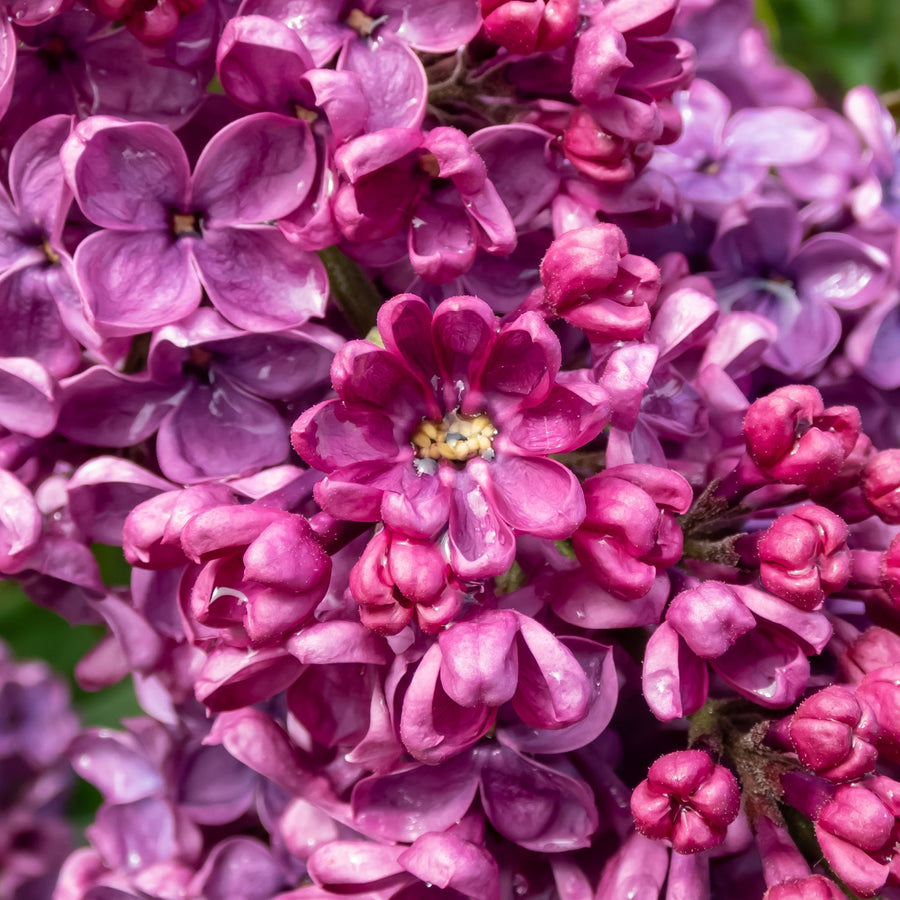 Blüten des Flieders 'Andenken an Ludwig Späth'