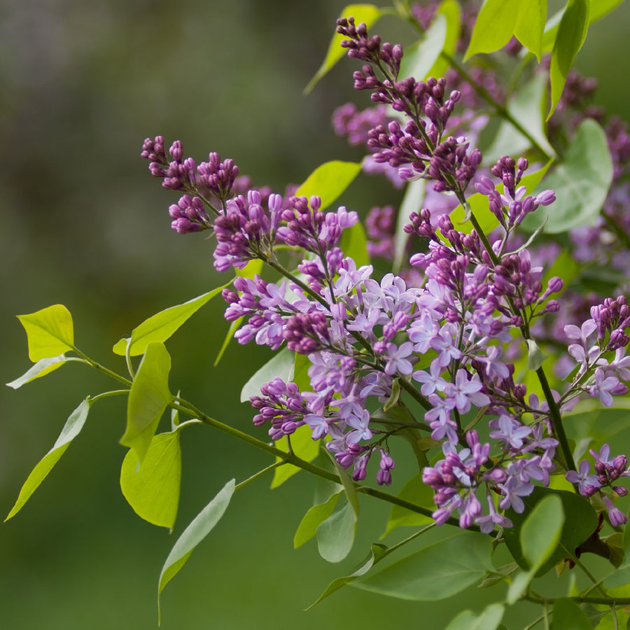 Blüte des Flieders 'Redwine'