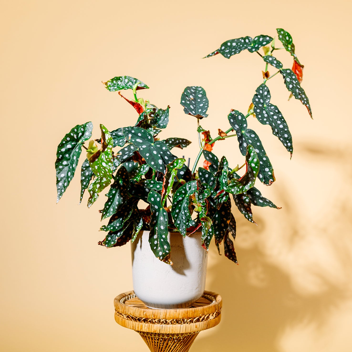 Forellenbegonie (Begonia maculata) kaufen