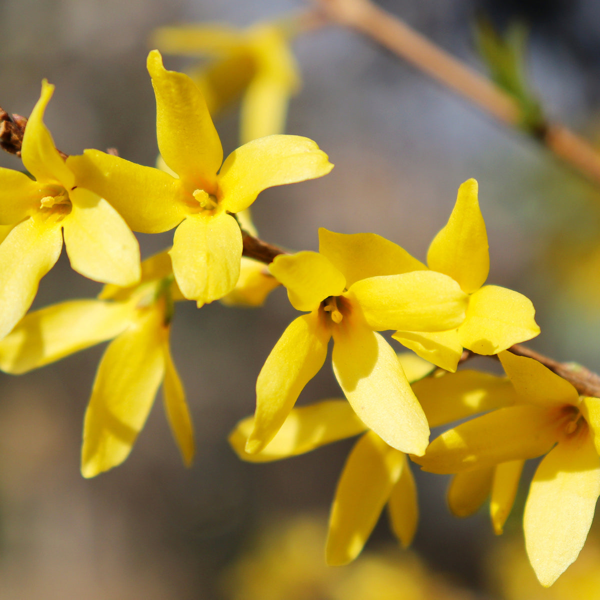 Blüte der Forsythie 'Goldrausch'