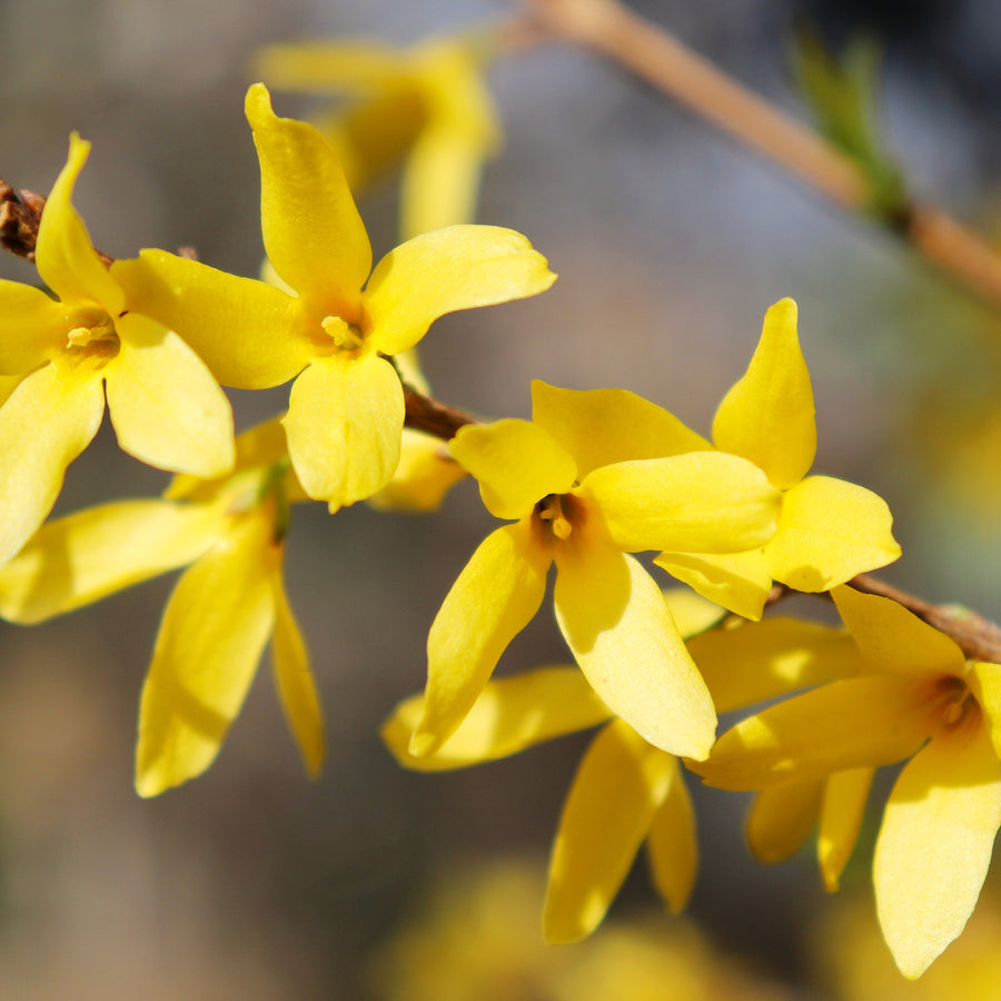 Blüte der Forsythie 'Goldrausch'