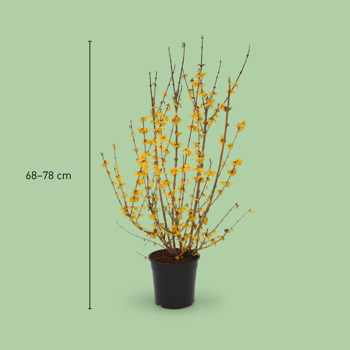 Größe der Forsythie 'Goldrausch'