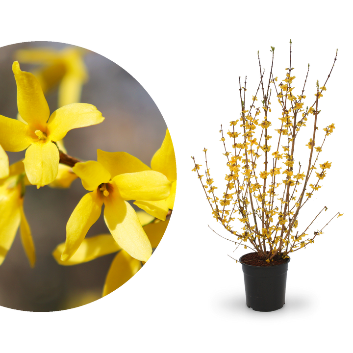 Forsythie 'Goldrausch'