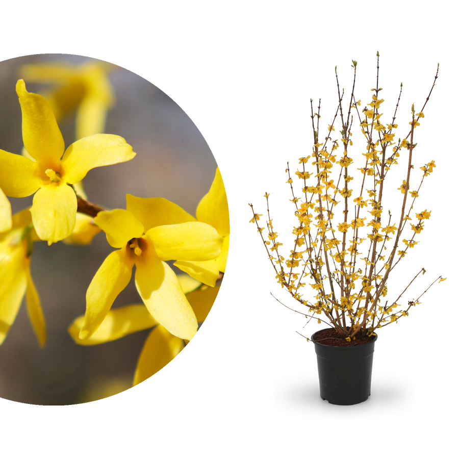 Forsythie 'Goldrausch'