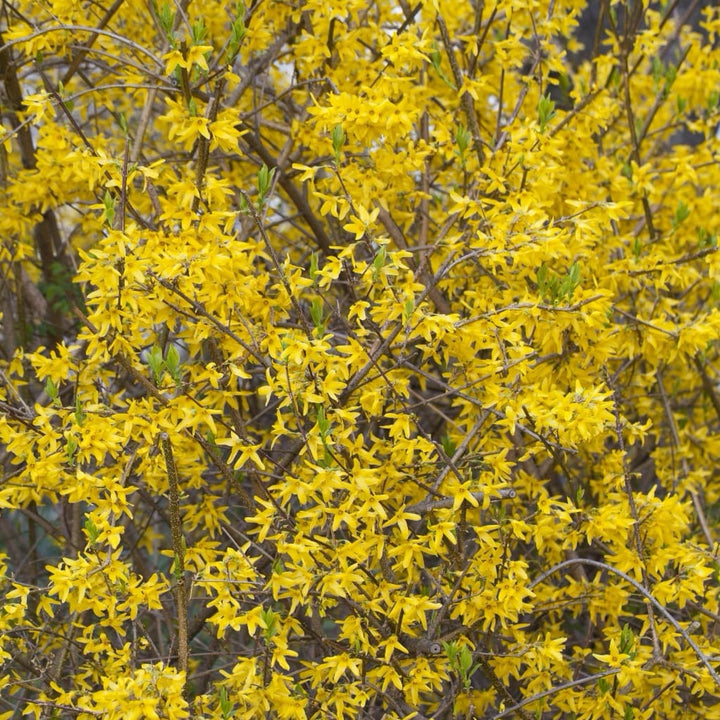 Forsythie 'Lynwood' Gelb