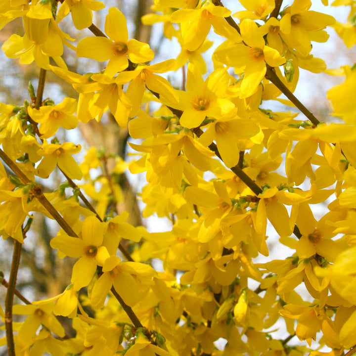 Blüte der Forsythie 'Week End'®