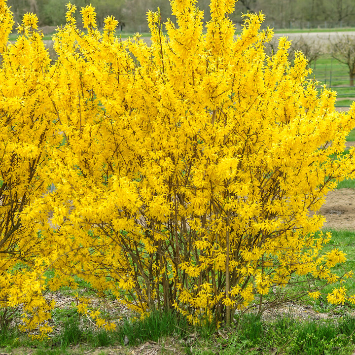 Forsythie 'Week End'® im Garten