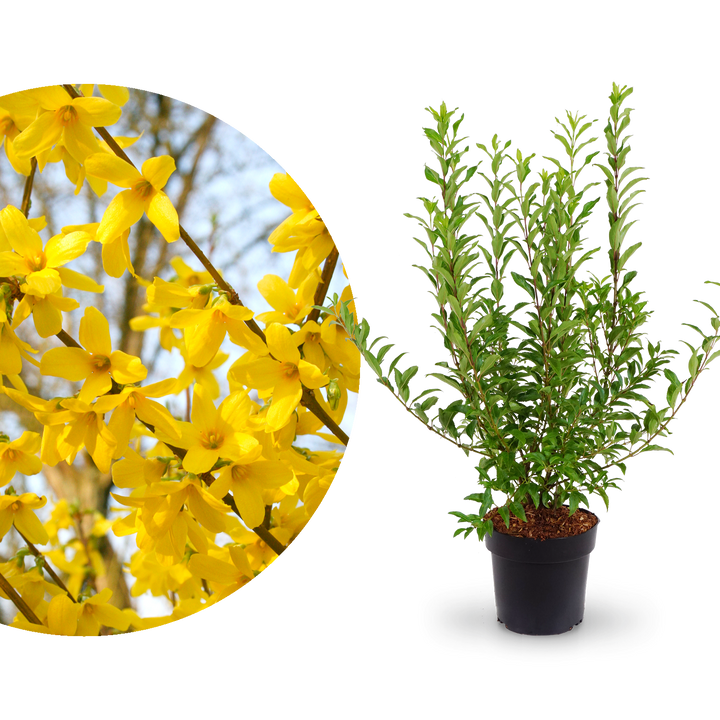 Forsythie 'Week End'®