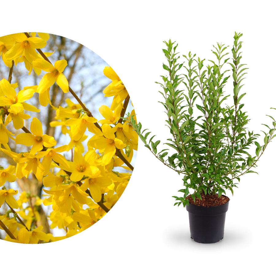 Forsythie 'Week End'®