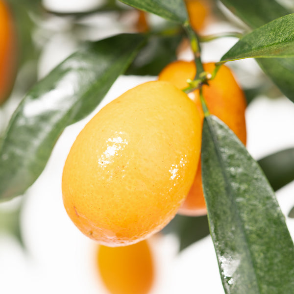 Orange Kumquat der Fortunella margarita