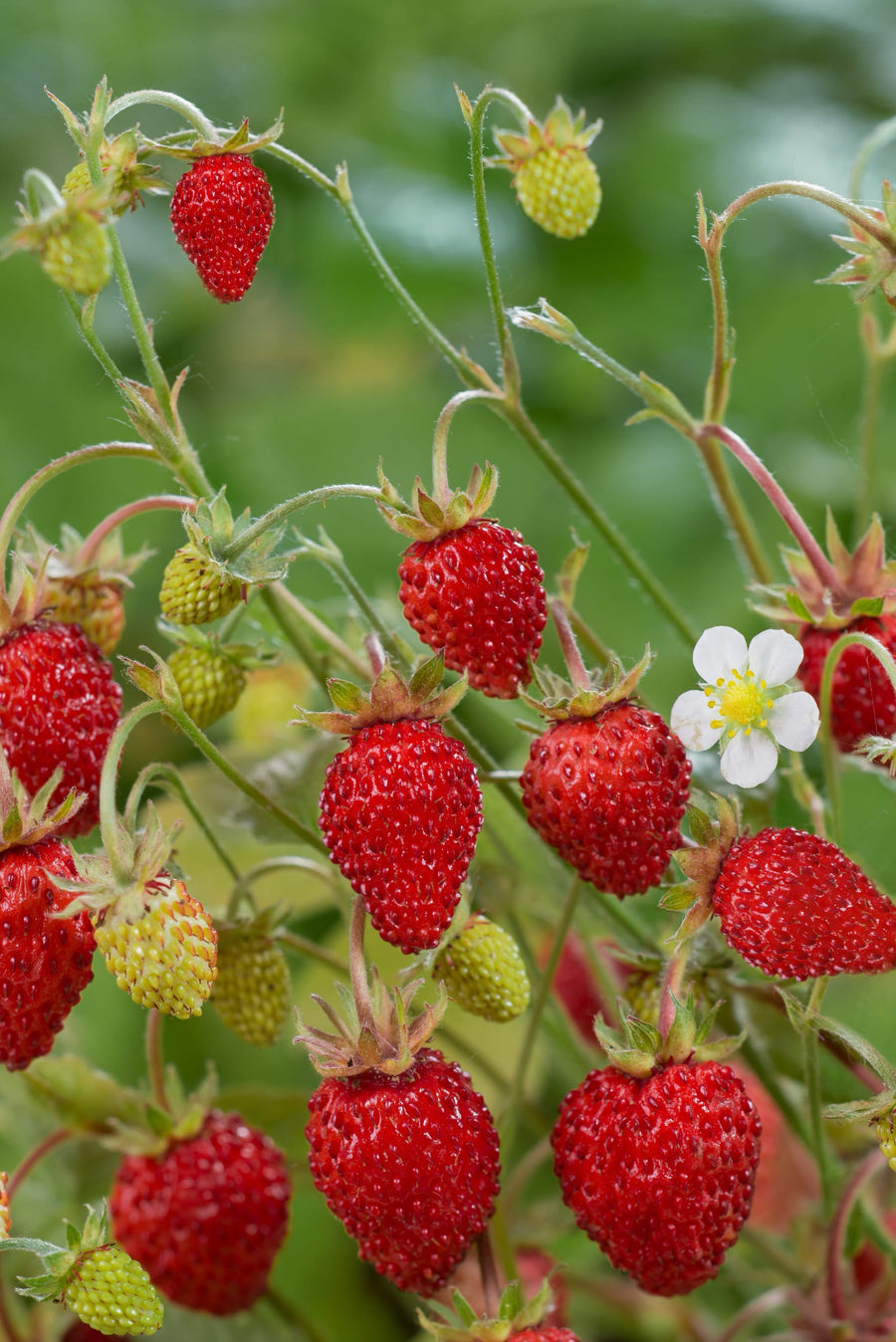Fragaria vesca var. semperflorens 'Rügen'