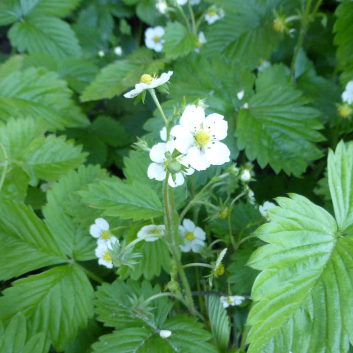 Fragaria vesca var. vesca