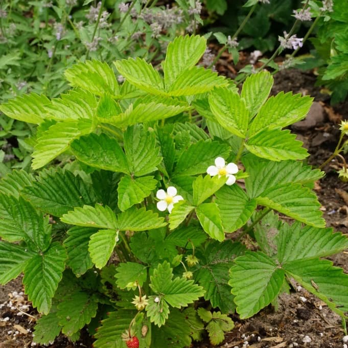 Fragaria vesca var. vesca