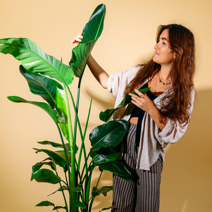Frau mit Baumstrelitzie als XXL-Zimmerpflanze