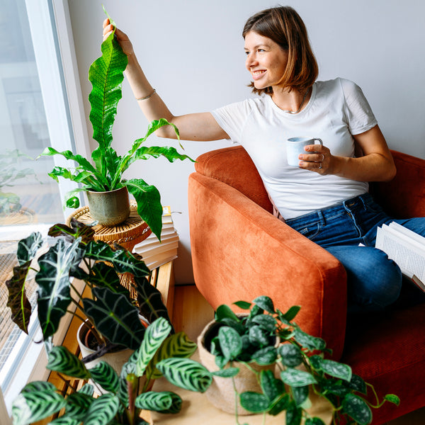 Frau mit Blattschmuck-Zimmerpflanzen im Wohnzimmer