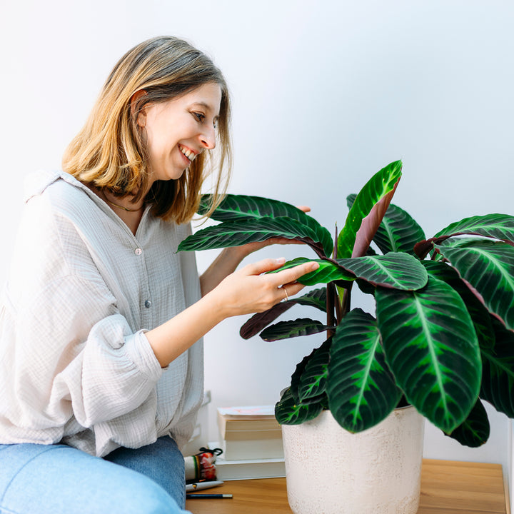 Frau mit Calathea warscewiczii als Zimmerpflanze