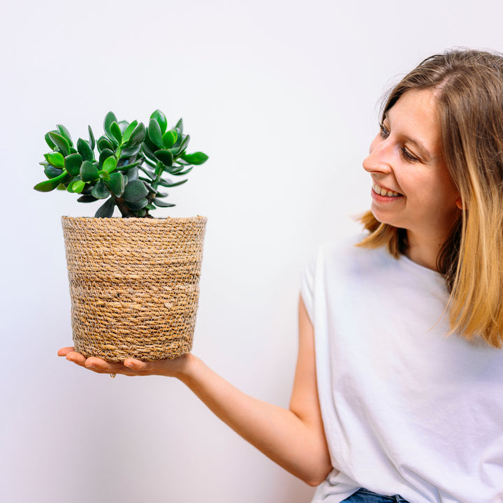 Frau mit Crassula 'Hulk' als Zimmerpflanze