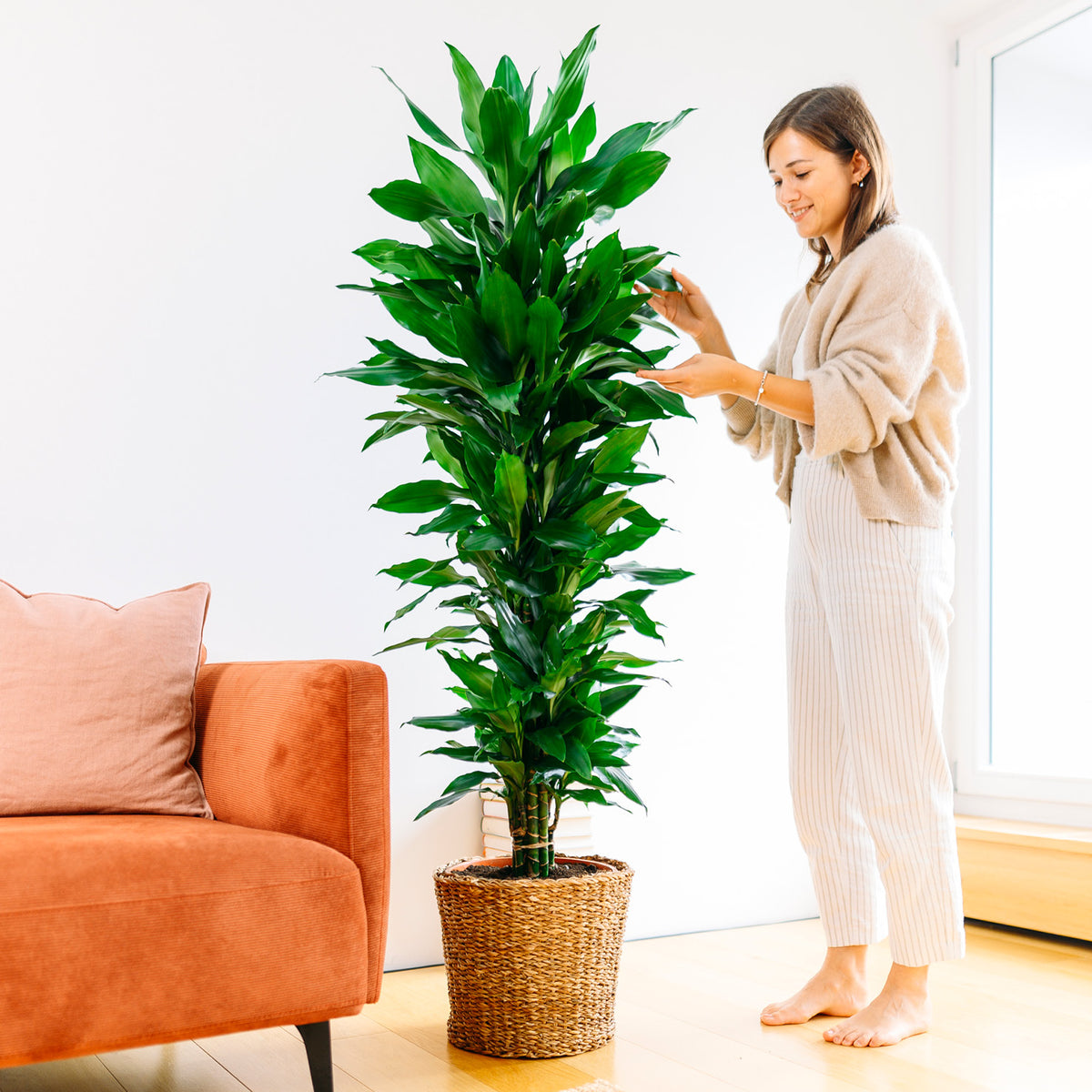 Frau mit Dracaena fragrans 'Janet Lind' im Wohnzimmer