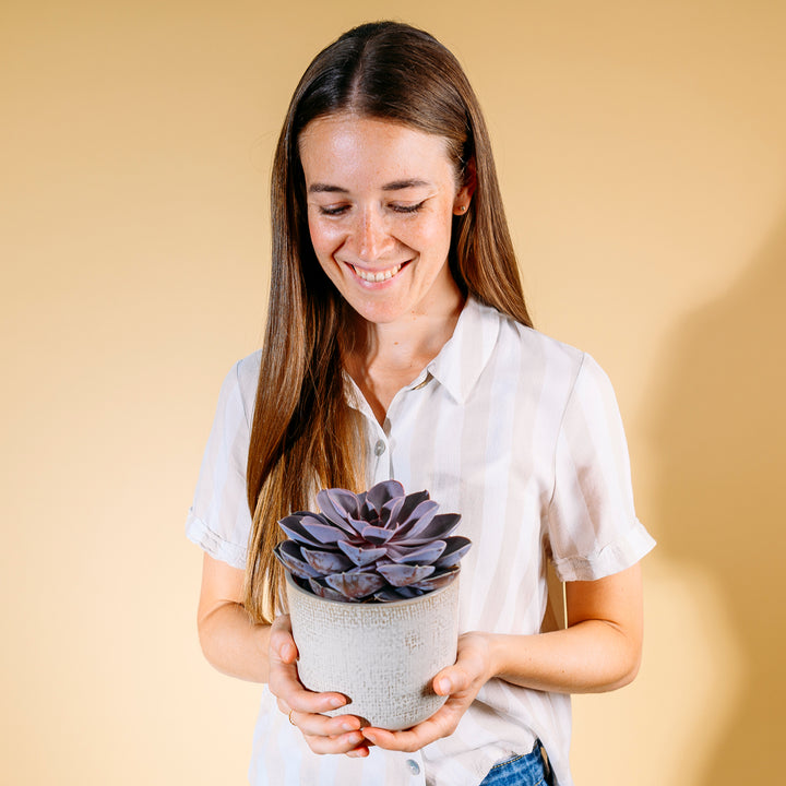 Frau mit Echeveria gibbiflora 'Purple Pearl' als Zimmerpflanze