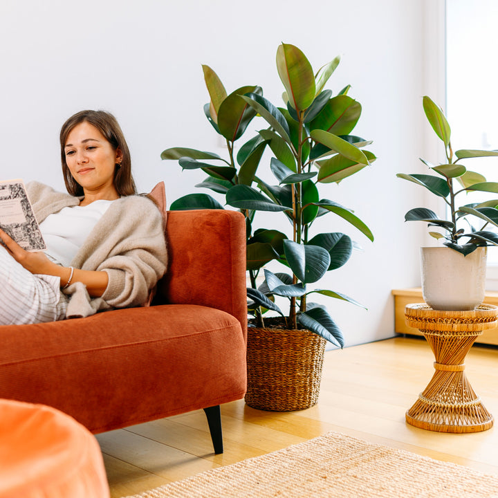 Frau mit Ficus elastica 'Robusta' im Wohnzimmer