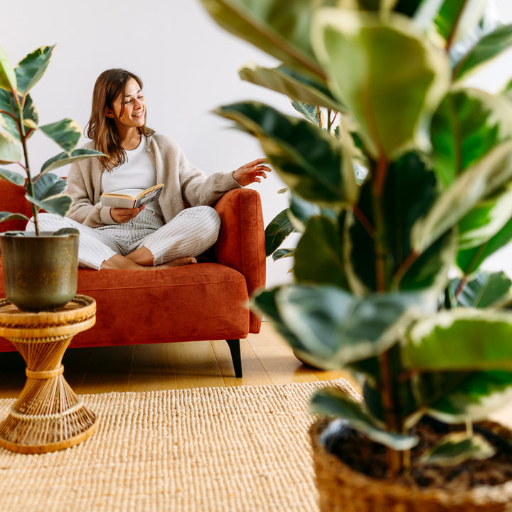Frau mit Ficus elastica 'Tineke' als XXL-Zimmerpflanze