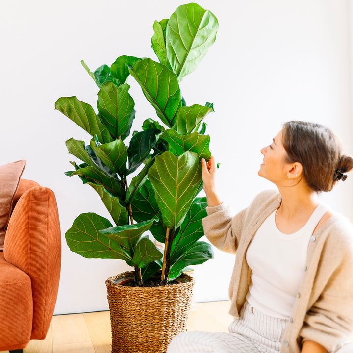 Frau mit Ficus lyrata als XXL-Zimmerpflanze