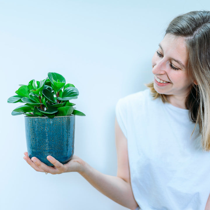 Frau mit Fleischiger Peperomie 'Greengold' als Zimmerpflanze