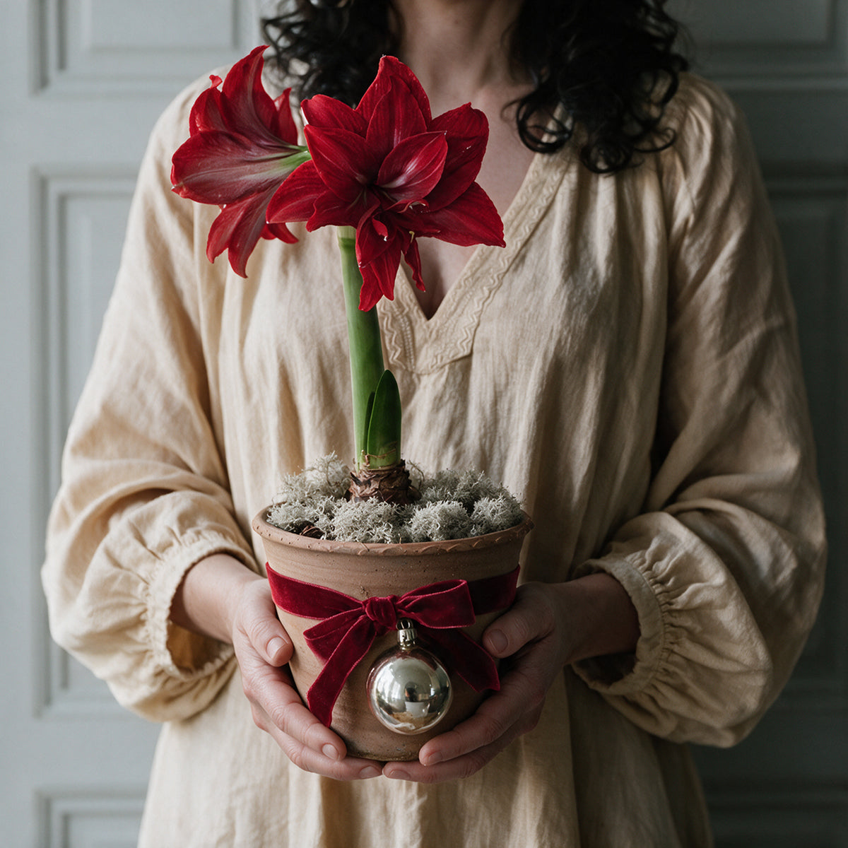 Frau hält die blühende gefüllte Amaryllis Double King im geschmückten Tontopf