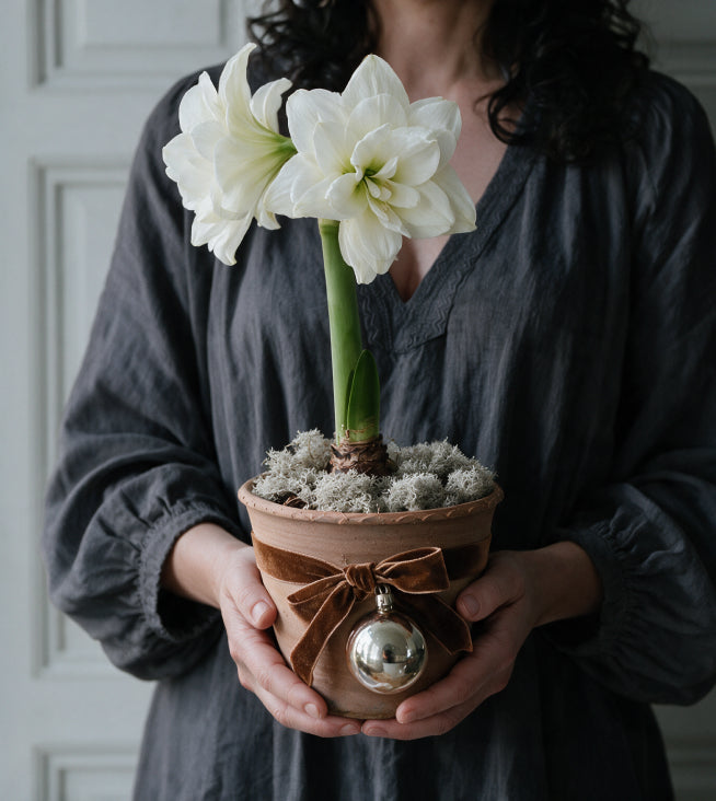Frau hält die blühende gefüllte weiße Amaryllis im geschmückten Tontopf