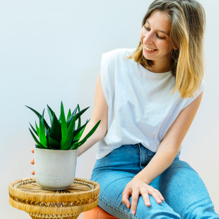 Frau mit Haworthia 'West Jogoo' als Zimmerpflanze