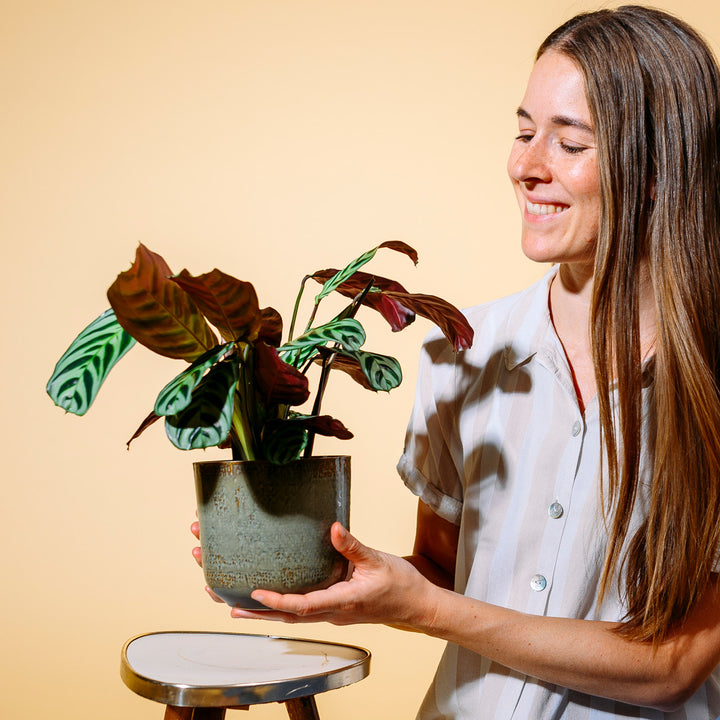 Frau mit Korbmarante burle-marxii als Zimmerpflanze