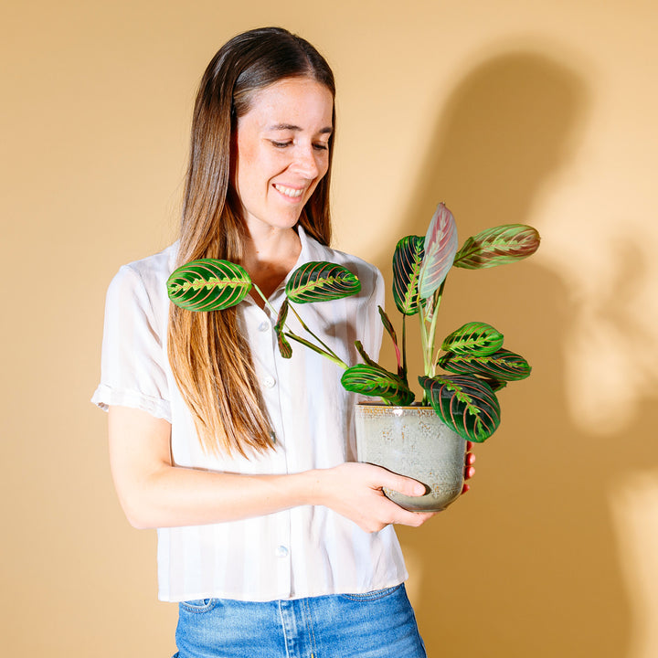 Frau mit Maranta leuconeura 'Fascinator Tricolor' als Zimmerpflanze