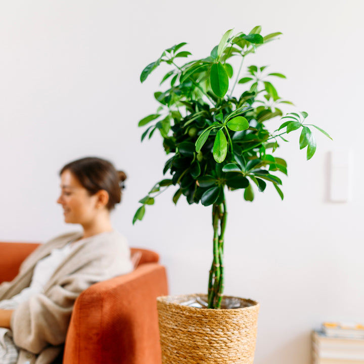 Frau mit Schefflera arboricola 'Nora' im Wohnzimmer