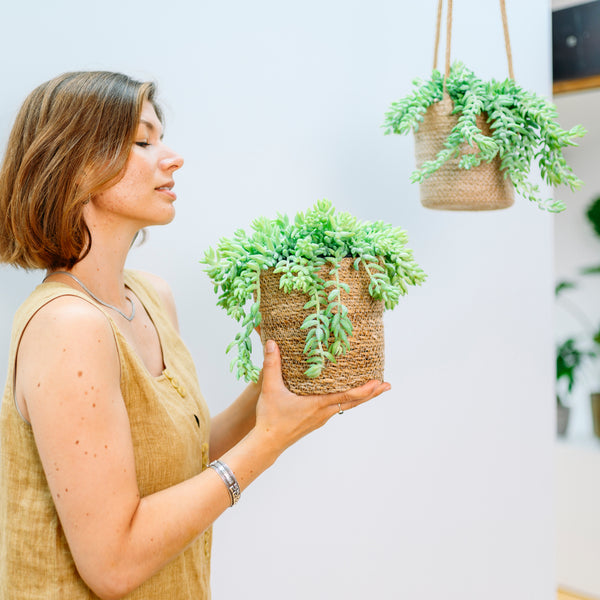 Frau mit Sedum morganianum als Zimmerpflanze