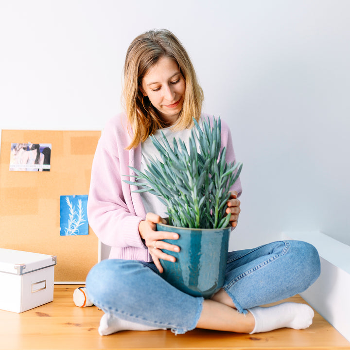 Frau mit Senecio ficoides 'Mount Everest' als Zimmerpflanze