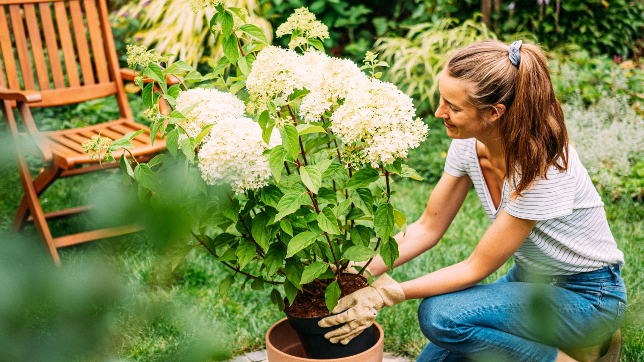 Frau pflegt eine blühende weisse Hortensie im Topf auf dem Rasen