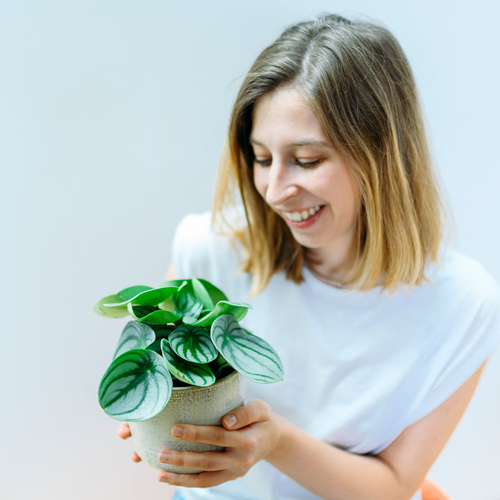 Frau mit Wassermelonen Peperomie als Zimmerpflanze