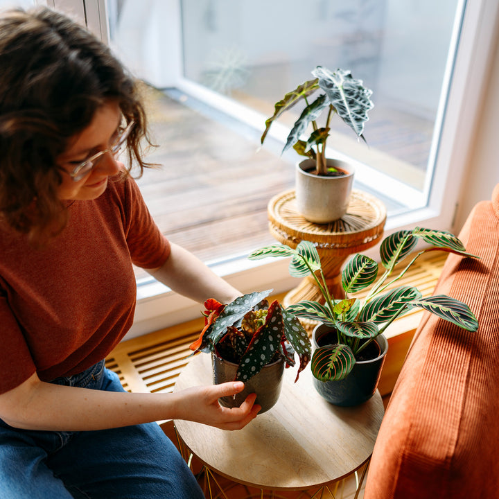 Frau im Wohnzimmer mit Blattschmuck-Zimmerpflanzen