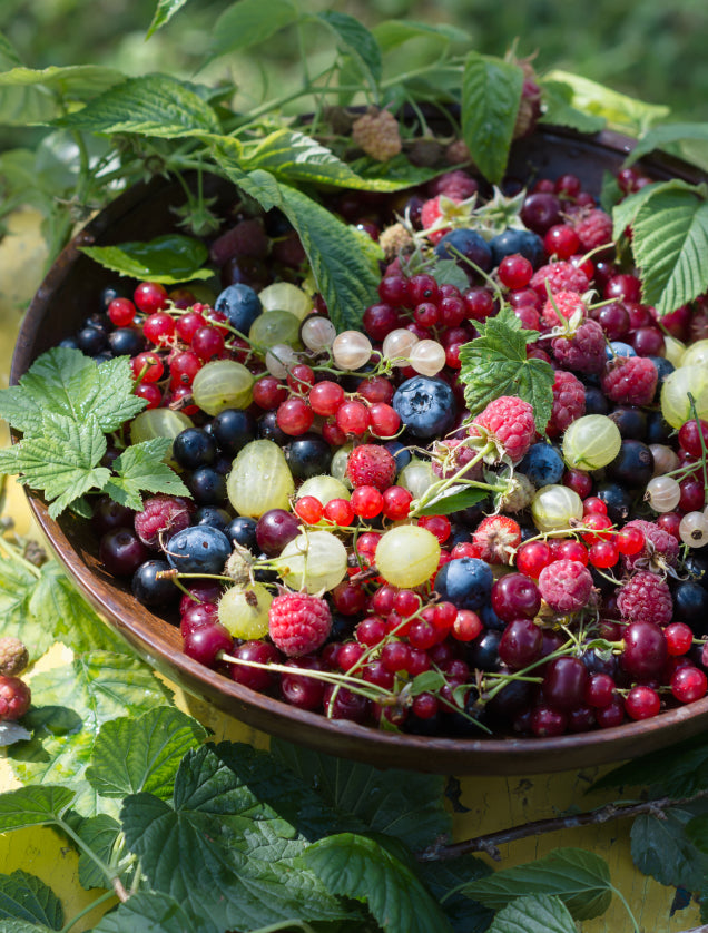Schale gefüllt mit frischen Beeren wie Johannisbeeren, Himbeeren und Heidelbeeren